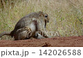 Chacma baboon in greater Kruger National park, South Africa 142026588
