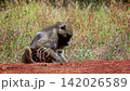 Chacma baboon in greater Kruger National park, South Africa 142026589