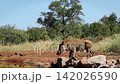 Common warthog in greater Kruger National park, South Africa 142026590