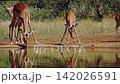 Common Impala in Greater Kruger National park, South Africa 142026591