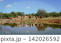 Common Impala in Greater Kruger National park, South Africa 142026592