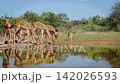 Common Impala in Greater Kruger National park, South Africa 142026593