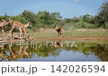Common Impala in Greater Kruger National park, South Africa 142026594
