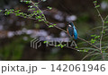 Kingfisher 4K video 142061946
