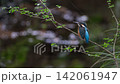 Kingfisher 4K video 142061947