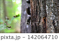 自益をめぐって争うカブト虫の雌 142064710