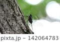 ミンミンゼミが鳴いているシーン 142064783