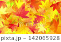 舞いながら落ちる紅葉のアニメーション　銀杏　もみじ　 142065928