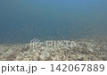 日本の沖縄・久米島沿岸の『ウーマガイ』と呼ばれるダイビングサイトでサンゴの上に群がる無数の小魚の群れ 142067889