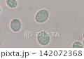 Yeast as seen in a microscopic photograph 142072368