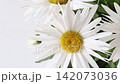 Zoom out from the bright yellow center of a large white daisy, revealing a fresh flower bouquet with copy space. Static tripod shot with gentle botanical beauty. 142073036