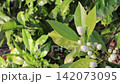 Macro view of an orange tree branch with unopened flower buds and vivid green leaves gently swaying in the wind, captured in crisp botanical detail 142073095