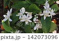 Clusters of perfect orange blossoms and buds sway in the breeze among dark green leaves as sunlight flickers across the branches and ripe fallen oranges blur in the background. 142073096