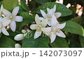 Macro view of luxurious orange blossoms and unopened buds gently swaying in the wind, revealing exquisite floral details on a naturally blooming citrus branch. 142073097