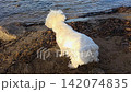 Cute Westie Highland White Terrier dog shaking off water in slow motion on a sandy beach. Drops of water flying as wet dog dries itself after swimming in the Mediterranean sea. Close up, side view. 142074835
