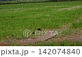 Wide shot of dark Glossy Ibis (Plegadis falcinellus) birds foraging and feeding in flooded rice paddy fields. Natural wildlife observation at Marjal de Pego-Oliva Natural Park in Alicante, Spain. 142074840
