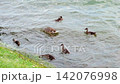 Slow-motion footage of a flock of ducks diving head-first into a lake and staying underwater while searching for food.  142076998