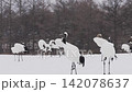 北海道冬季鶴 142078637