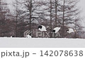 北海道冬季鶴 142078638