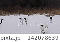 北海道冬季鶴 142078639