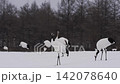 北海道冬季鶴 142078640