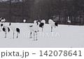 北海道冬季鶴 142078641