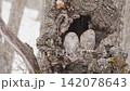 北海道冬季貓頭鷹 142078643