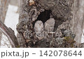 北海道冬季貓頭鷹 142078644