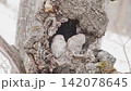 北海道冬季貓頭鷹 142078645