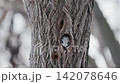 北海道冬季飛鼠 142078646