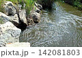 Horizontal panning shot from flowing water canal with stone embankment to vibrant green young rice fields under a blue summer sky in Marjal de Pego-Oliva natural park, Spain. 142081803