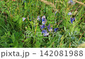 Biodiverse Grassland Habitat with Native Butterflies Biodiverse Grassland Habitat with Native Butterflies 142081988