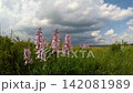 Blooming Dictamnus Albus Flowers In Sunny Field Blooming Dictamnus Albus Flowers In Sunny Field 142081989