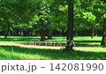 Sunlit Oak Forest Zoom Out Landscape Sunlit Oak Forest Zoom Out Landscape 142081990