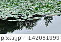 【4K】池の水面に咲く睡蓮の花と木々のリフレクション 【4K】池の水面に咲く睡蓮の花と木々のリフレクション 142081999