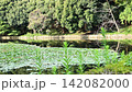 【4K】池の水面に映る深い森のリフレクションと水草の群生 【4K】池の水面に映る深い森のリフレクションと水草の群生 142082000
