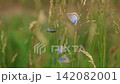 Serene Summer Meadow with Blue Butterflies Resting Serene Summer Meadow with Blue Butterflies Resting 142082001