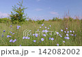 Wild Flax Flowers Blooming Sunny Meadow Wild Flax Flowers Blooming Sunny Meadow 142082002