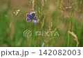 Macro Shot of Small Blue Butterfly on Blade of Grass Macro Shot of Small Blue Butterfly on Blade of Grass 142082003