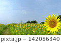 一輪のひまわりと広がるひまわり畑の夏風景 142086340