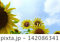 青空を背景に咲くひまわりの夏イメージ 142086341