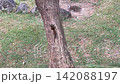 Squirrel Climbing Up Tree Trunk In Park 142088197