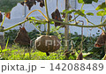 Small Pumpkin Cucurbita Pepo Growing On Vine In Garden 142088489