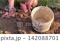 Picking Up And Cleaning Soil Off Homegrown Sweet Potatoes Into Bucket In Garden 142088701