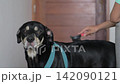 Close up of person brushing a black dog indoors 142090121