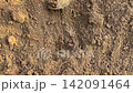 Gardener Digging Soil With Hoe To Harvest Sweet Potato Ipomoea Batatas In Garden 142091464