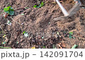 Gardener Using Hand Hoe Tool To Dig Soil And Holding Fresh Sweet Potato Ipomoea Batatas 142091704