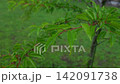 雨水拍打著鮮嫩的綠葉。 142091738