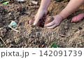 Gardener Pulling Out Fresh Sweet Potatoes Ipomoea Batatas From Dirt With Bare Hands 142091739