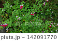 櫻桃鼠尾草被雨水拍打著 142091770